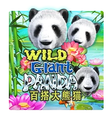 Wild Giant Panda